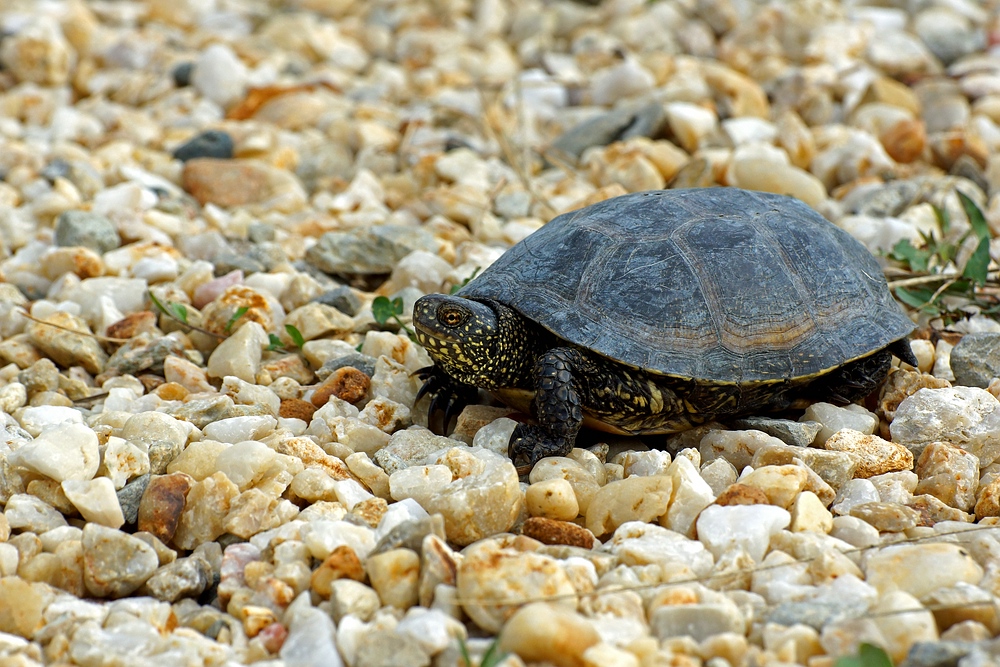 Europäische Sumpfschildkröte (Weibchen)