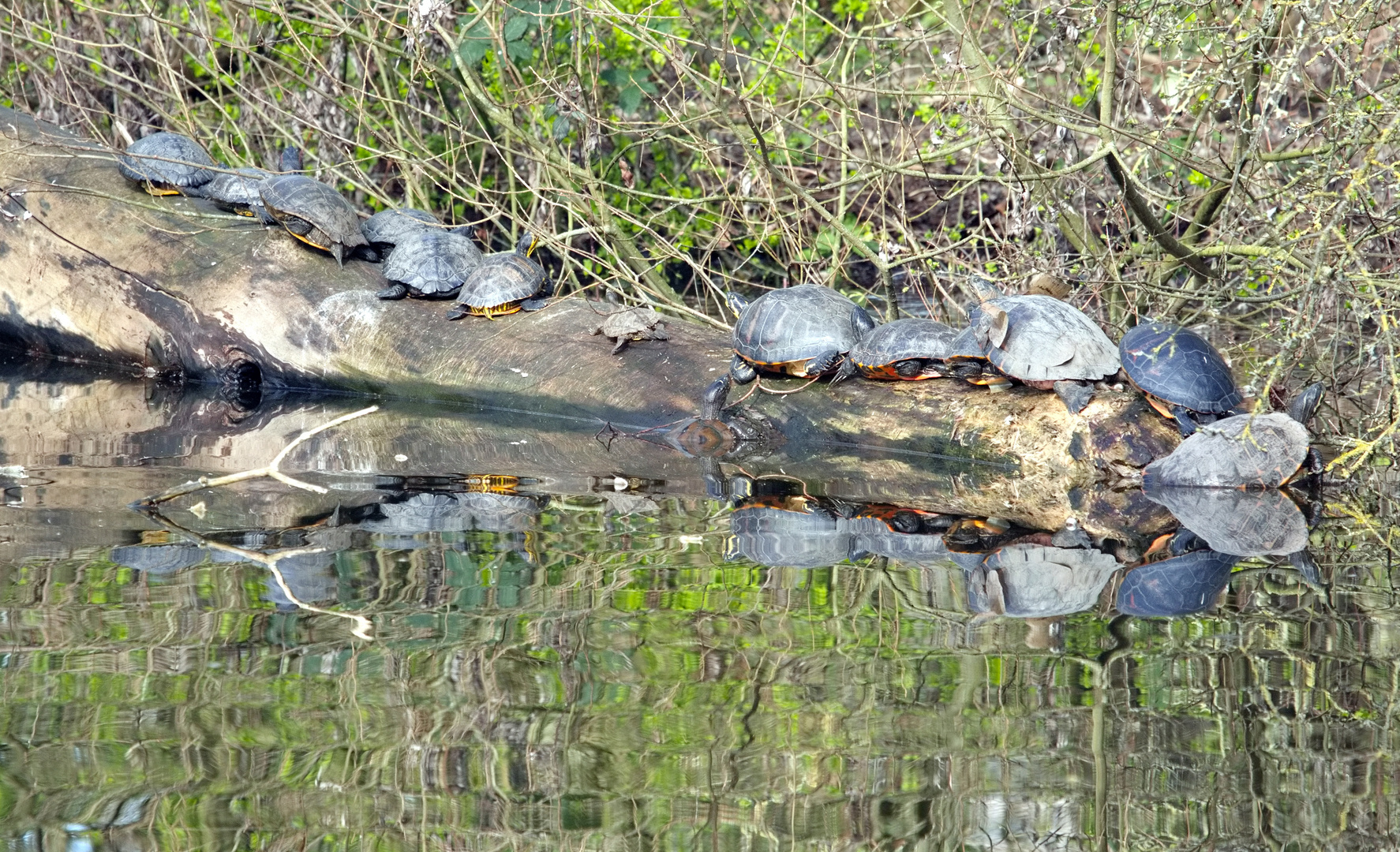 Europäische Sumpfschildkröten