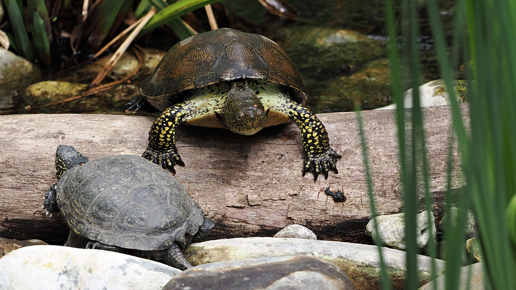 Europäische Sumpfschildkröten