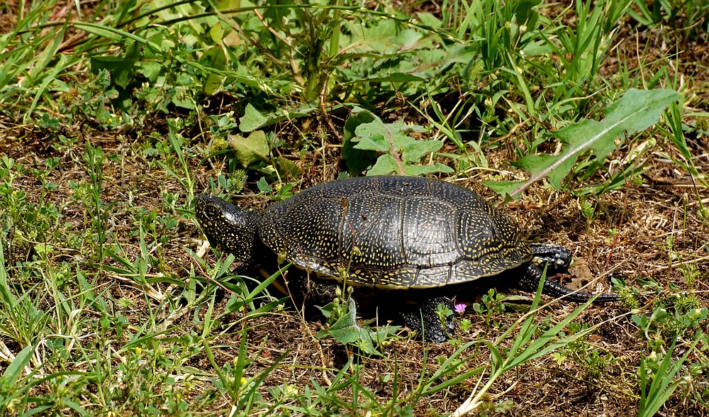 Europäische Sumpschildkröte