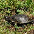 Europäische Sumpschildkröte