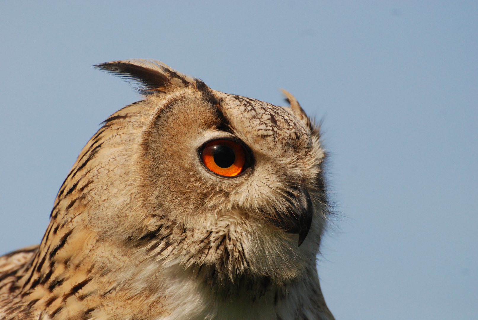 Europäische Uhu Bubo