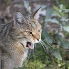 Europäische Waldwildkatze