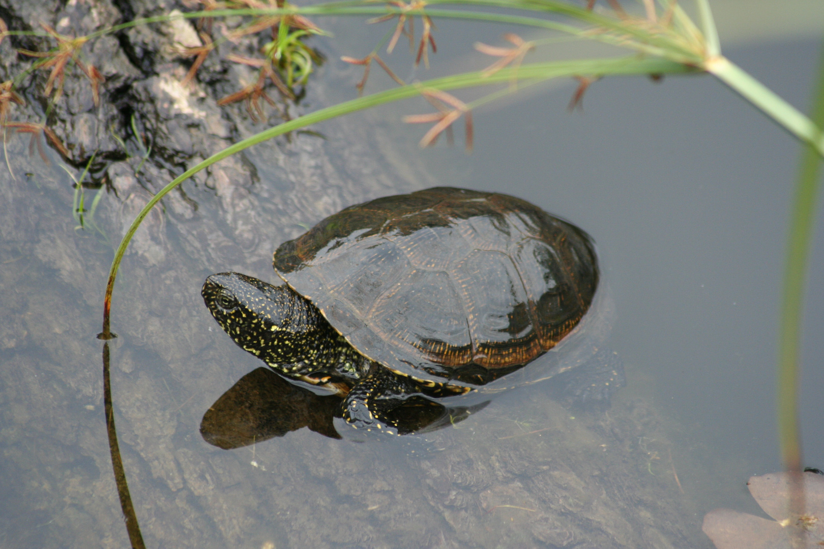 Europäische Wasserschildkröte