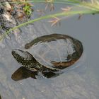 Europäische Wasserschildkröte