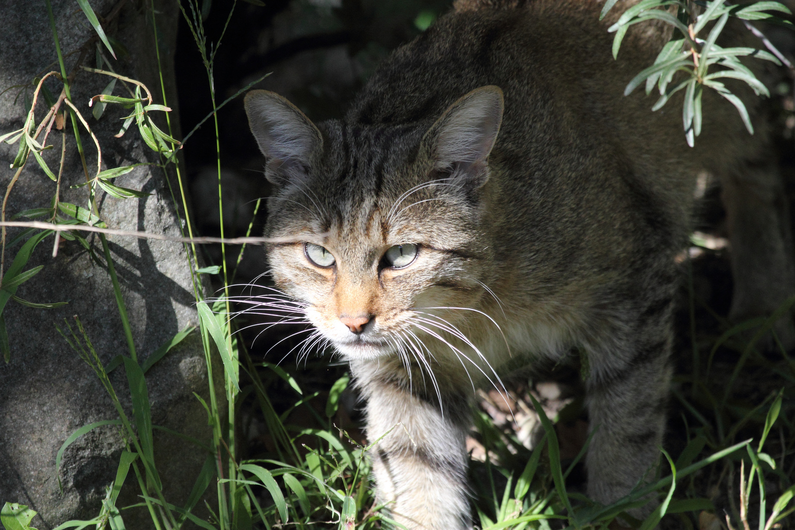 Europäische Wild- oder Waldkatze