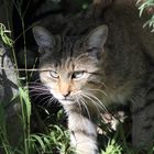 Europäische Wild- oder Waldkatze