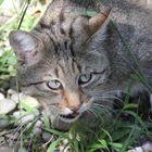 Europäische Wild- oder Waldkatze