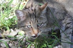 Europäische Wild- oder Waldkatze