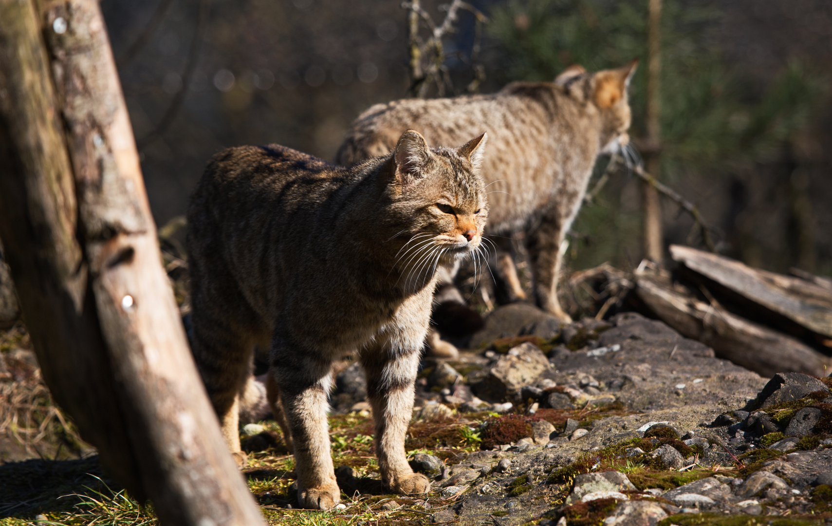 Europäische Wildkatz / European wildcat