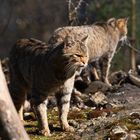 Europäische Wildkatz / European wildcat