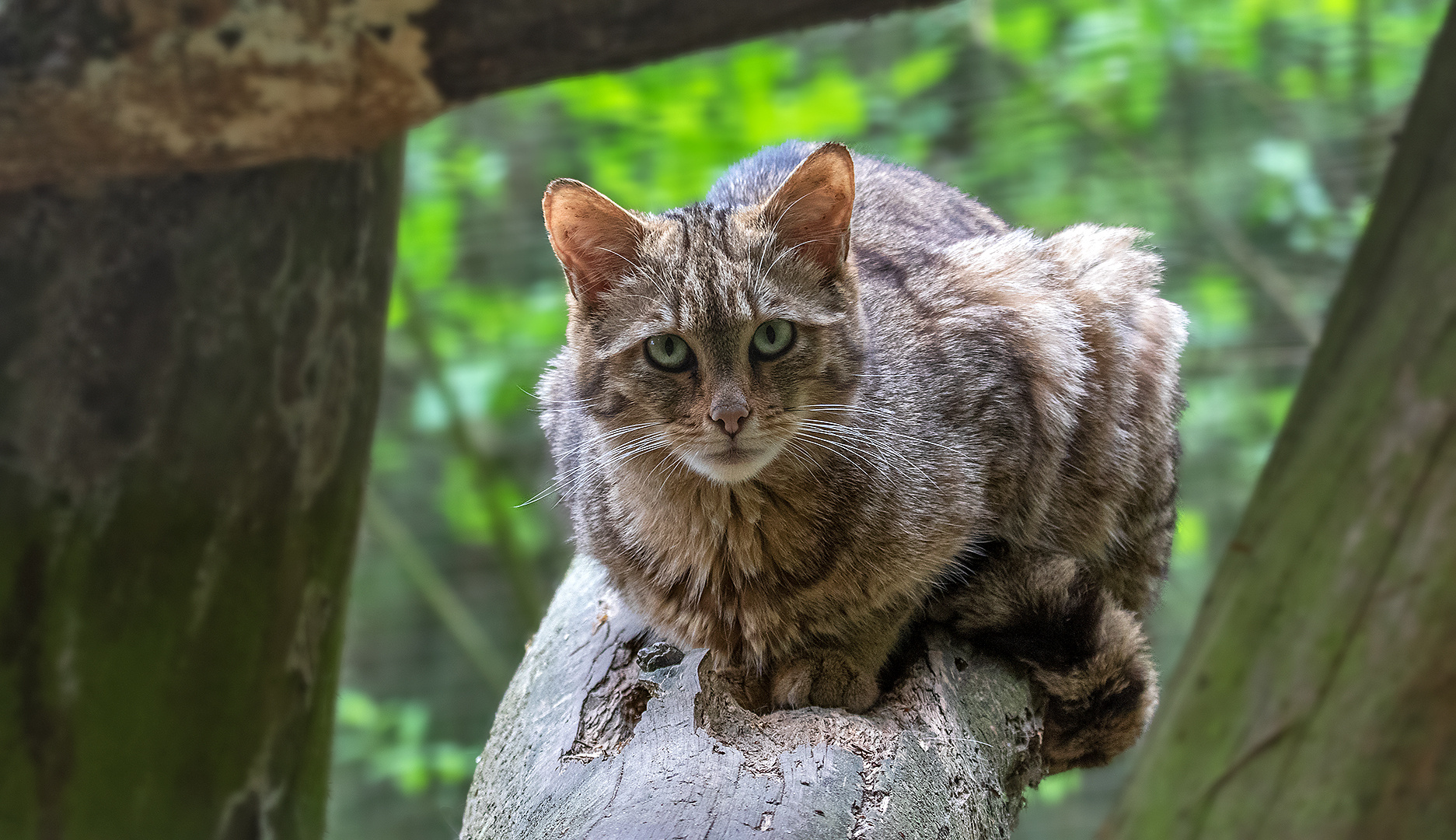 Europäische Wildkatze 001