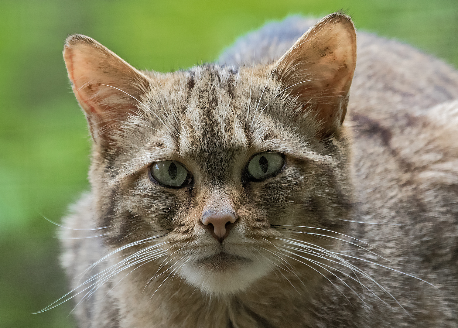 Europäische Wildkatze 