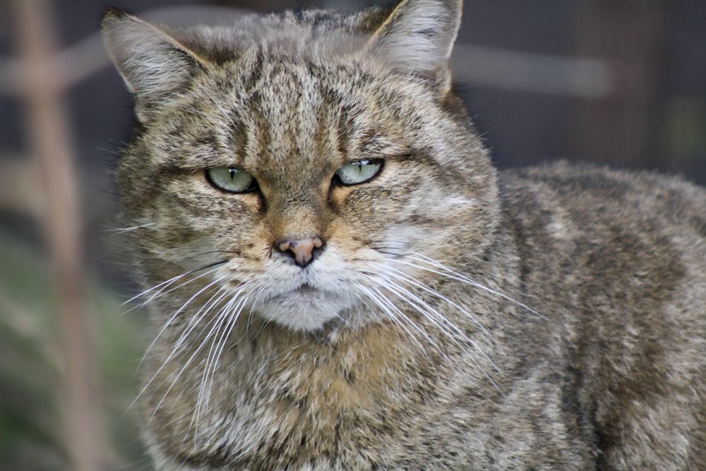 Europäische Wildkatze