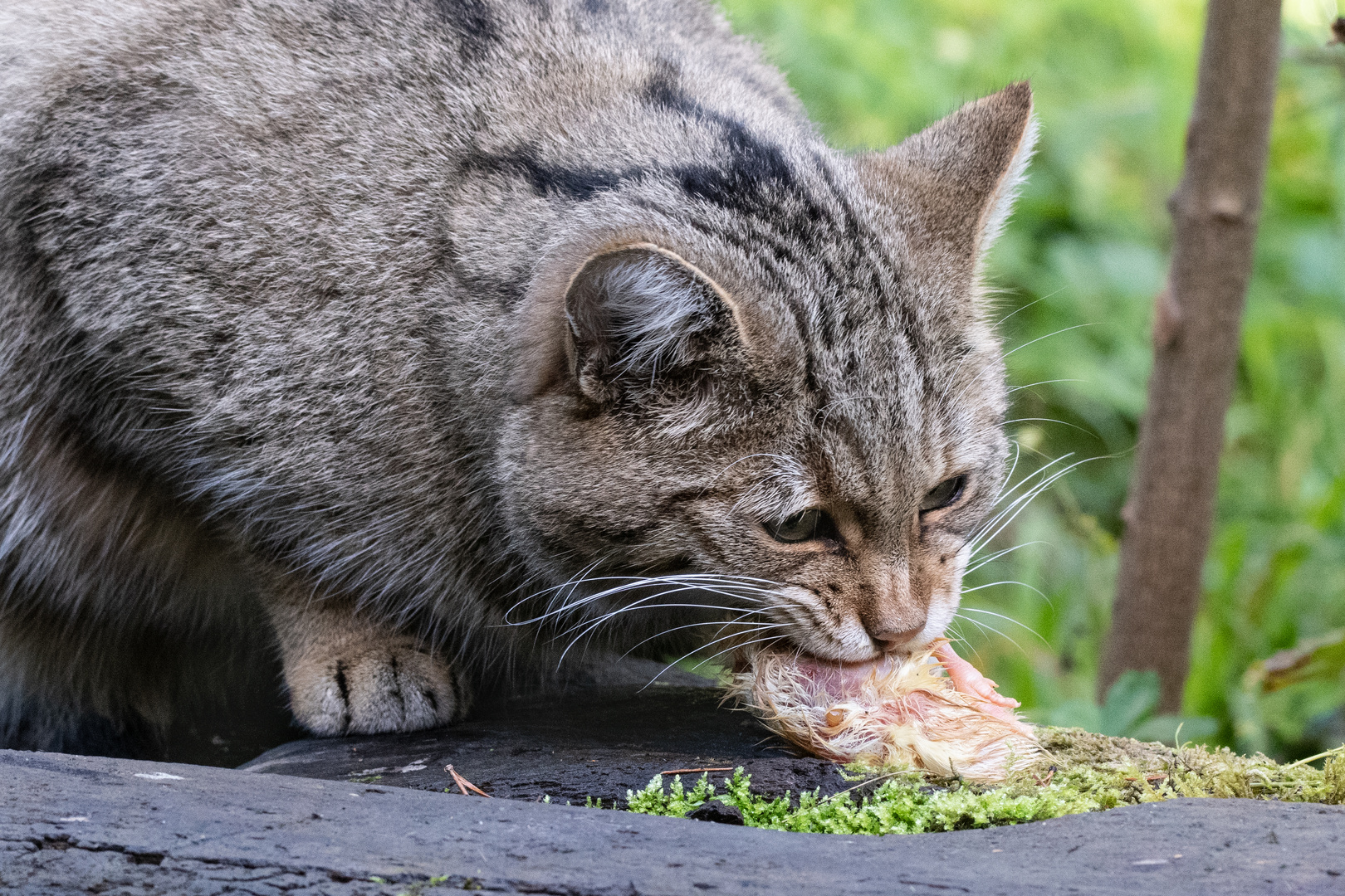 Europäische Wildkatze 1