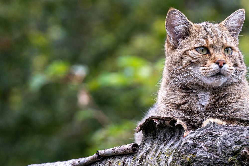 Europäische Wildkatze