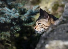 Europäische Wildkatze