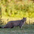 Europäische Wildkatze