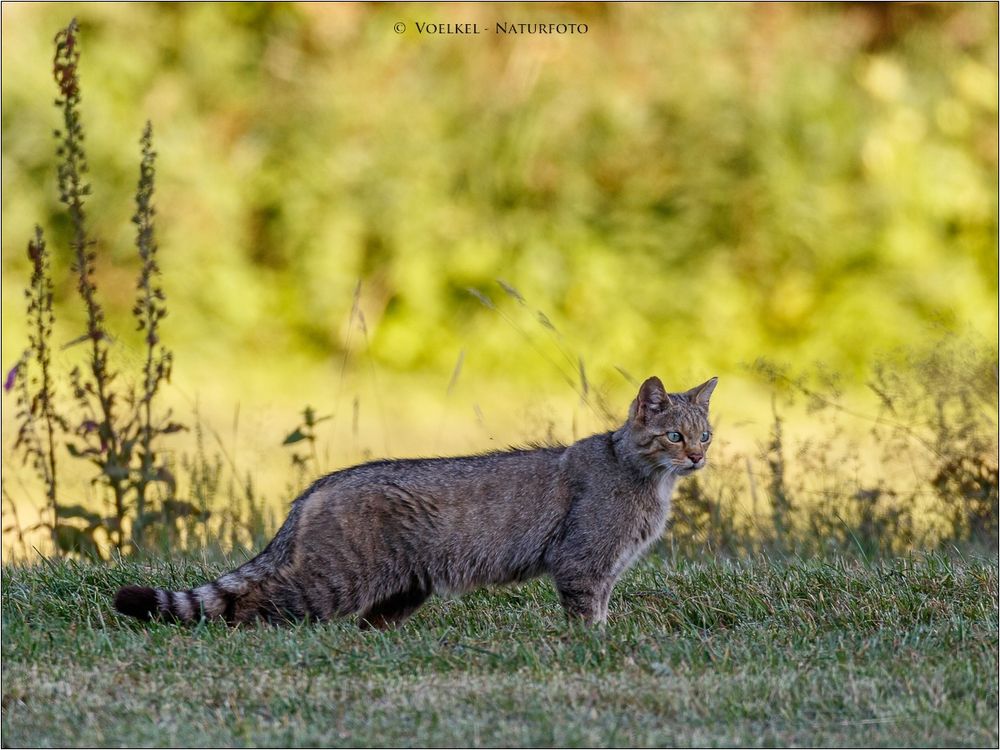 Europäische Wildkatze