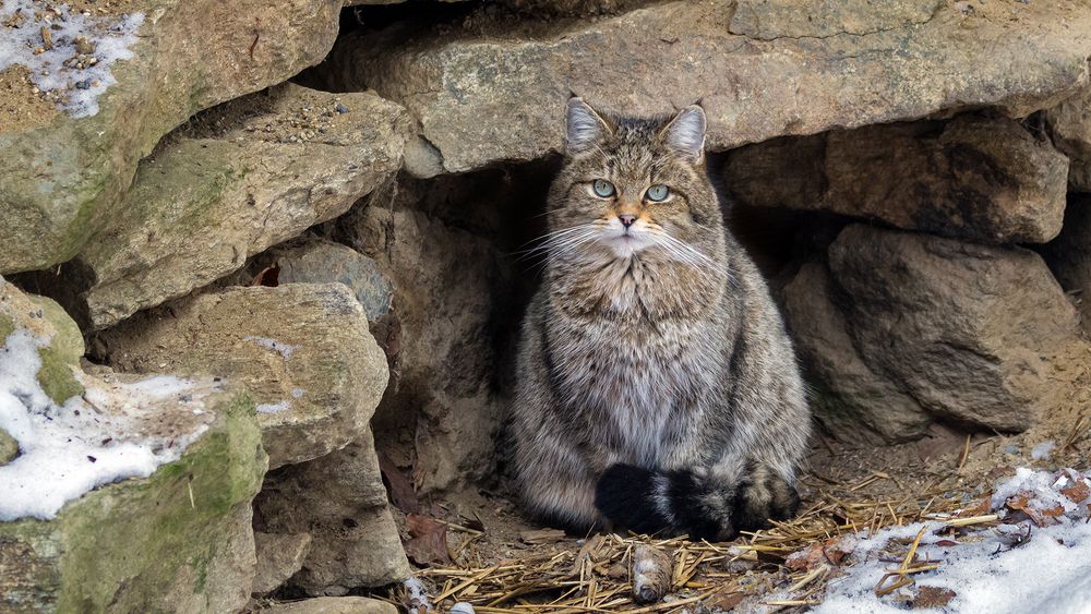 EUROPÄISCHE WILDKATZE