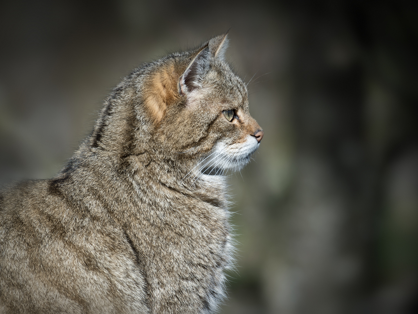 Europäische Wildkatze / 2