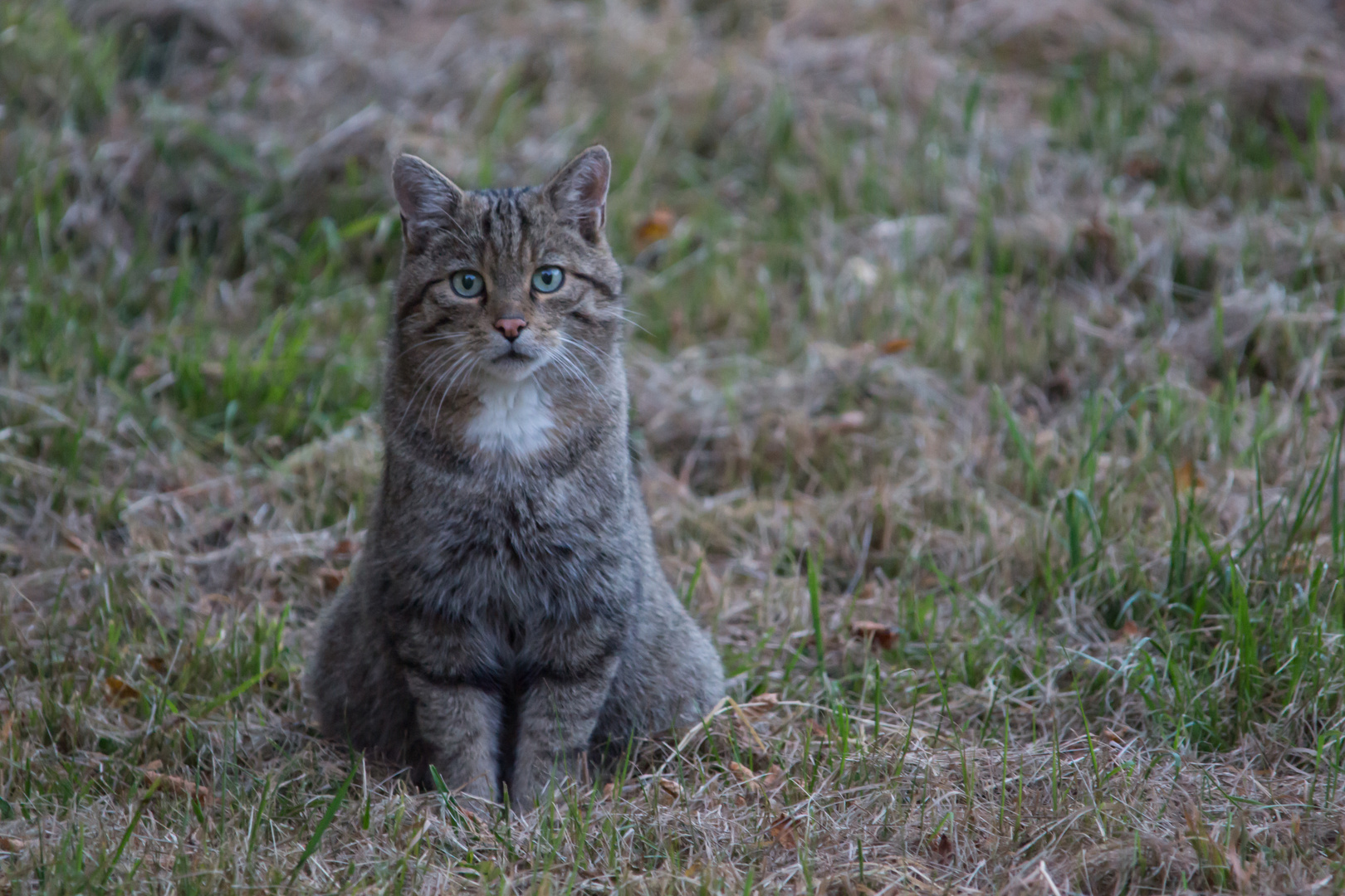 Europäische-Wildkatze 2020      heute Abend