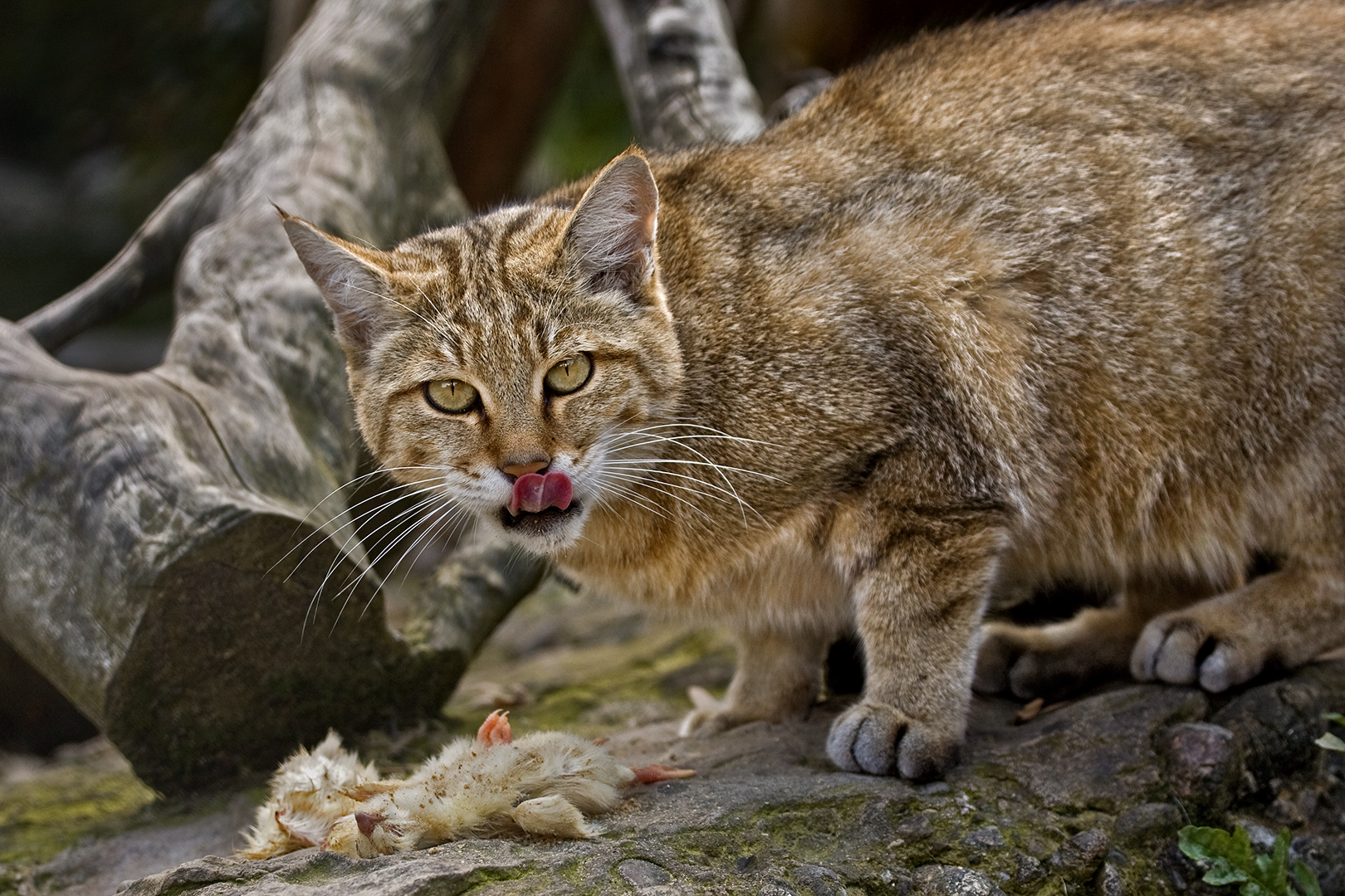 EUROPÄISCHE WILDKATZE (3)