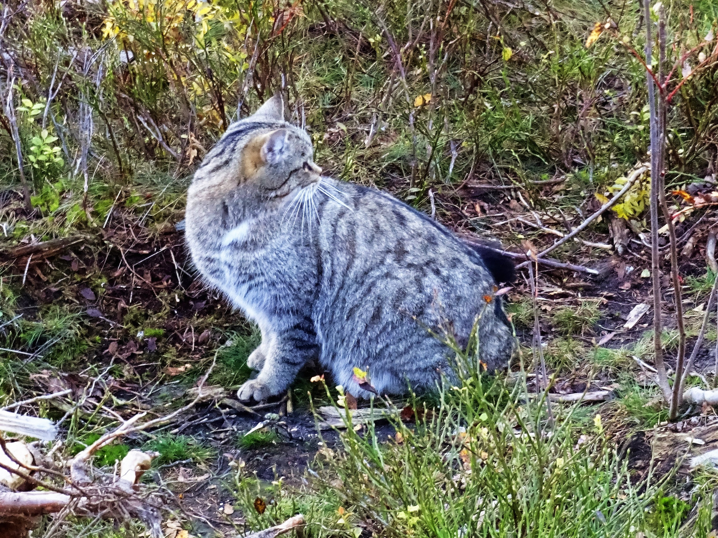 Europäische Wildkatze