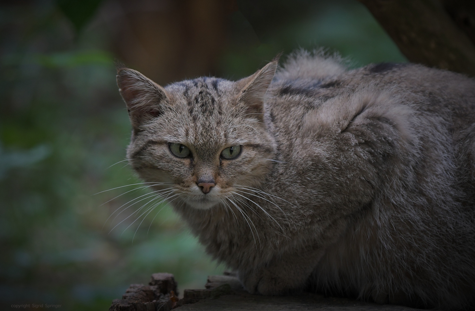 Europäische Wildkatze