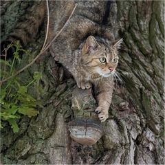 Europäische Wildkatze