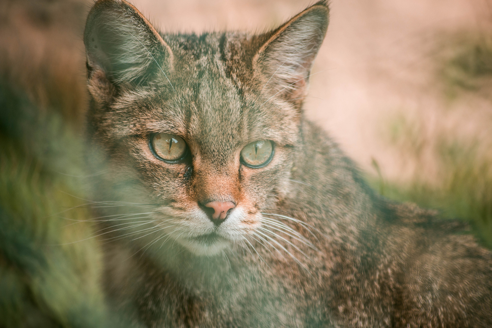 Europäische Wildkatze