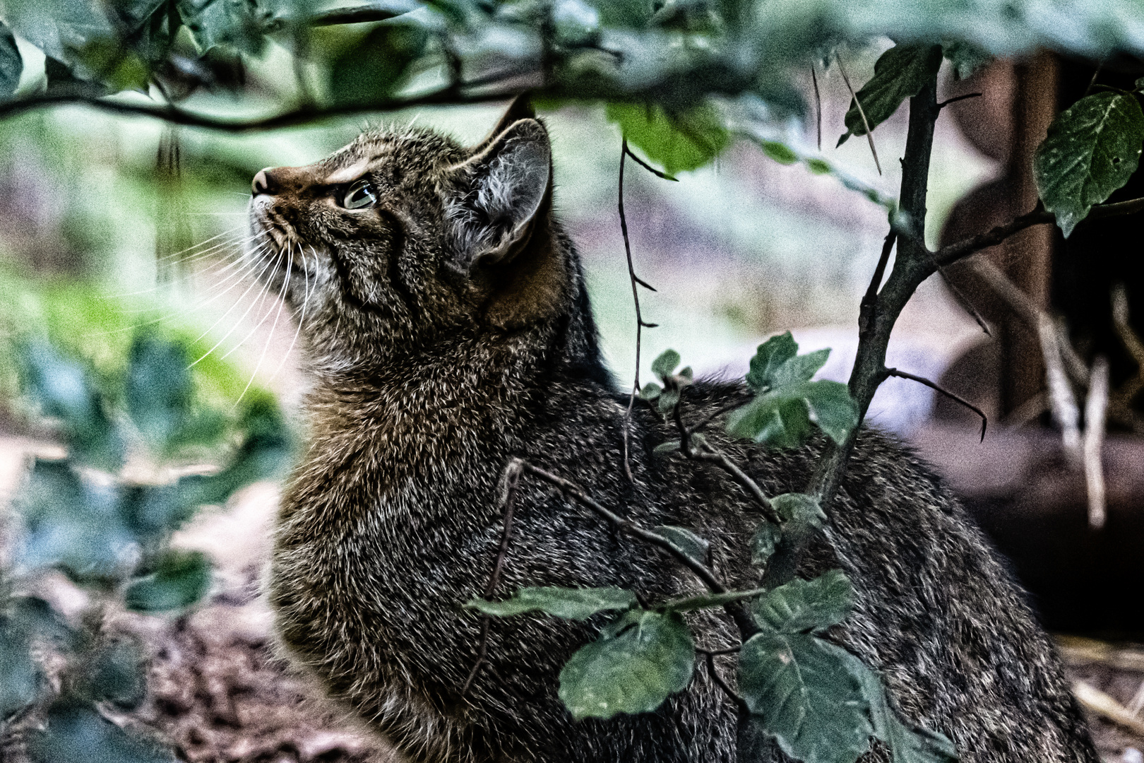 Europäische Wildkatze