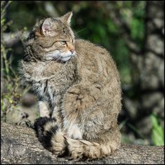 Europäische Wildkatze / 5