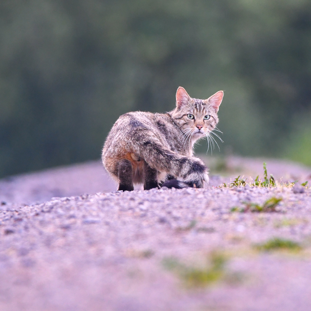 Europäische Wildkatze