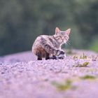 Europäische Wildkatze