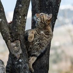 Europäische Wildkatze