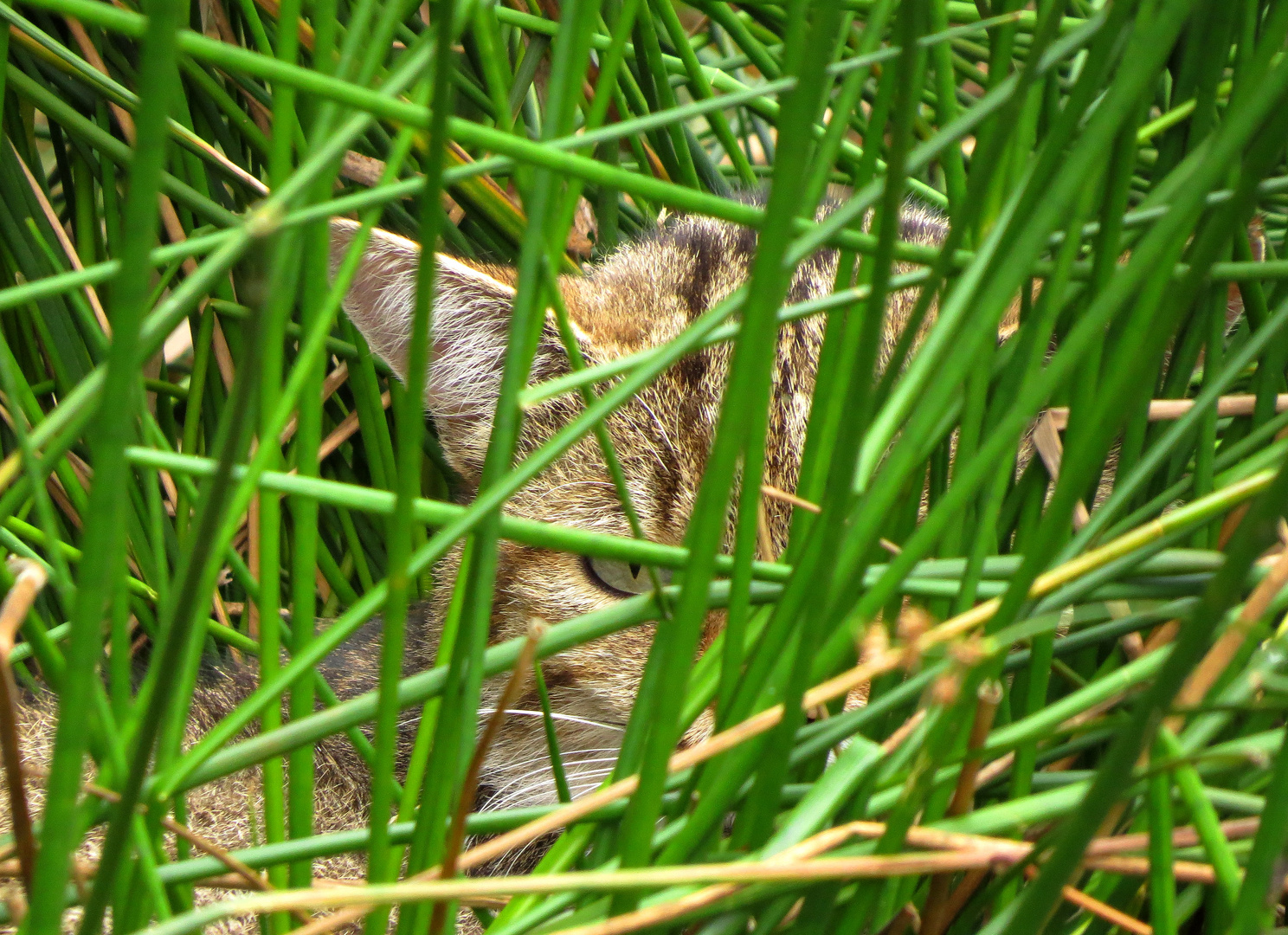 Europäische Wildkatze