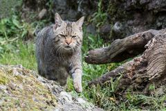 Europäische Wildkatze