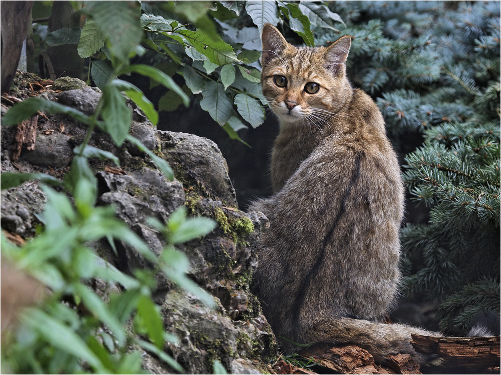 Europäische Wildkatze (7)