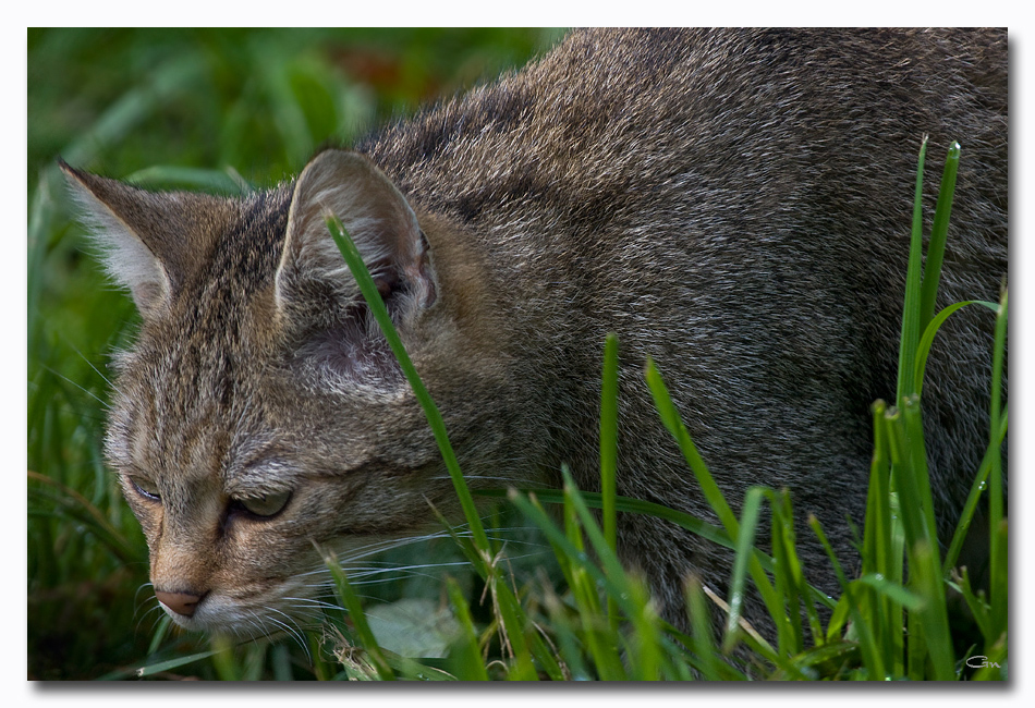 Europäische Wildkatze