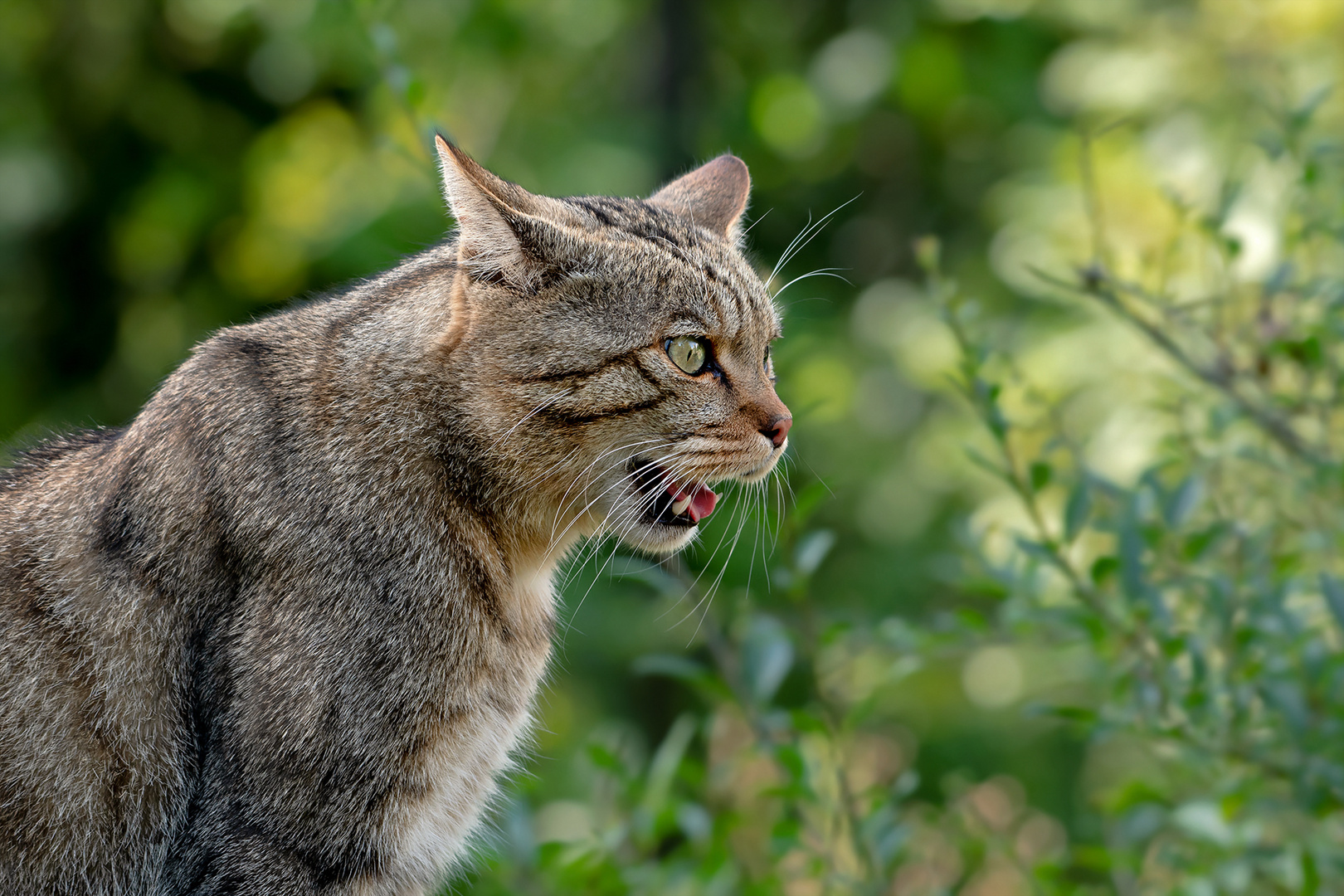 Europaische Wildkatze Foto Bild Natur Katze Katzen Bilder Auf Fotocommunity