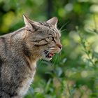 Europäische Wildkatze