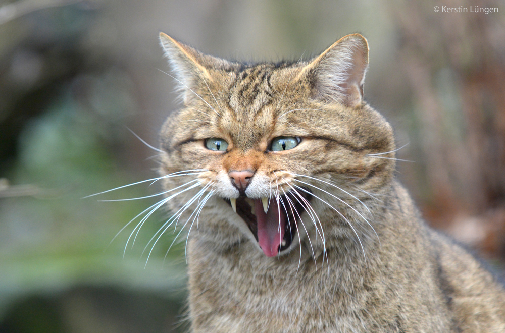 Europäische Wildkatze