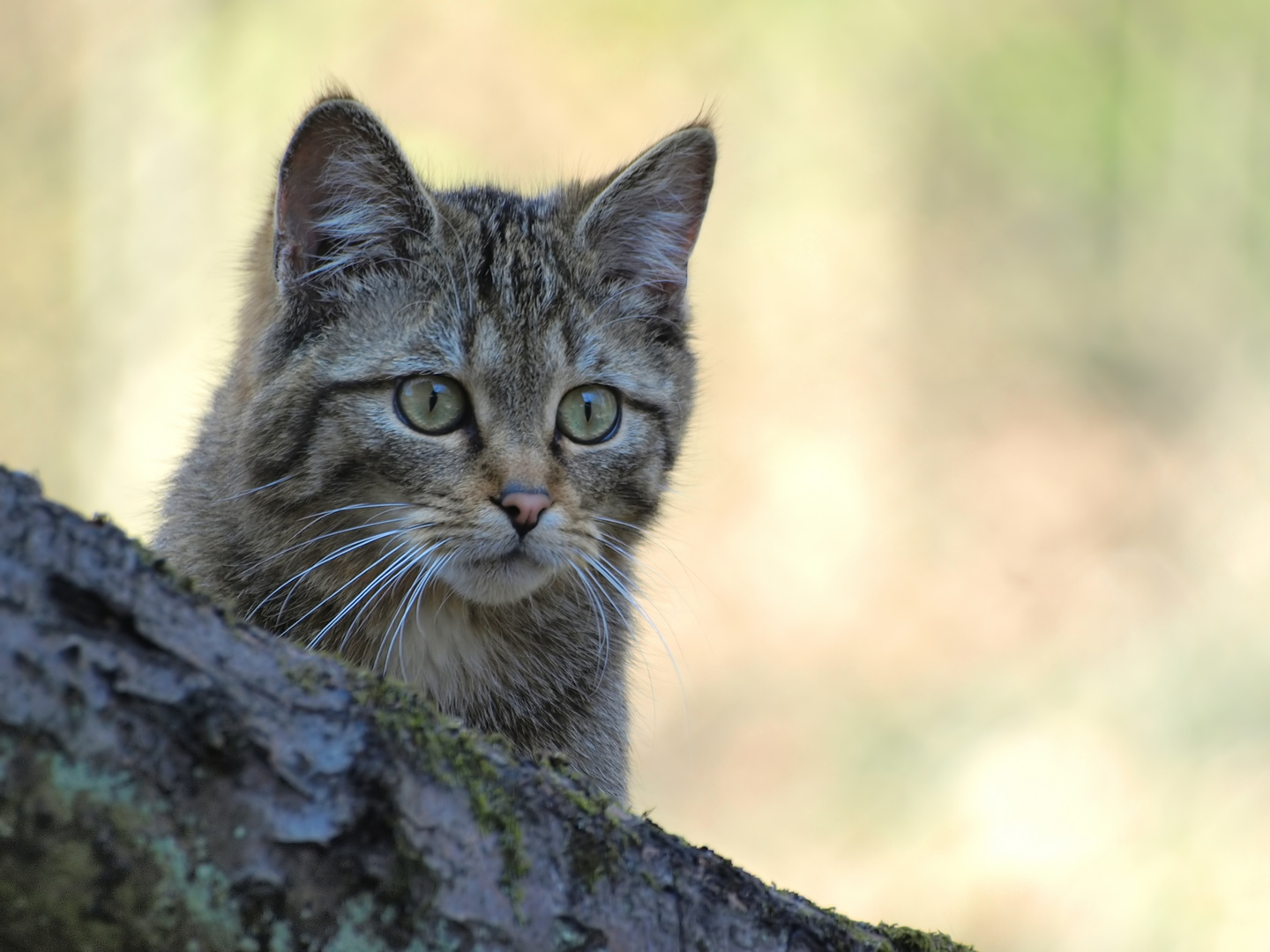 Europäische Wildkatze