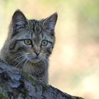 Europäische Wildkatze