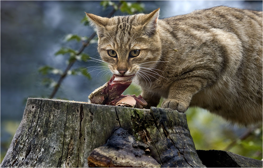 EUROPÄISCHE WILDKATZE (8)