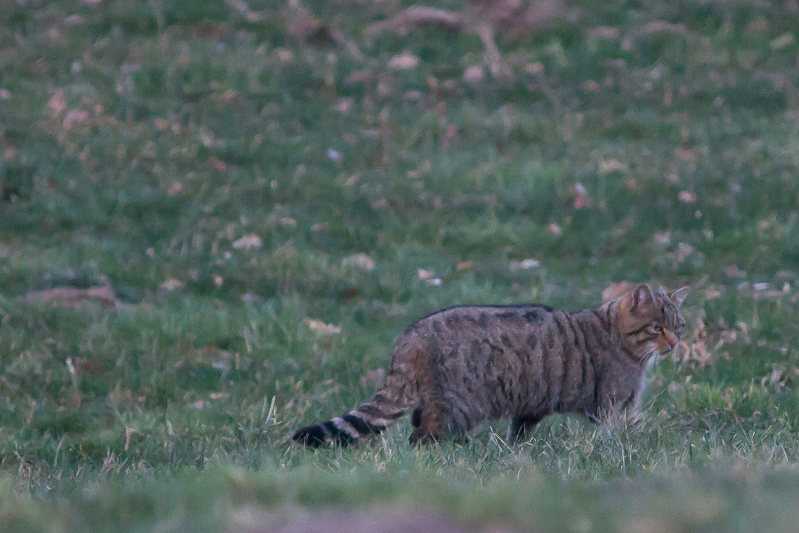 Europäische-Wildkatze      