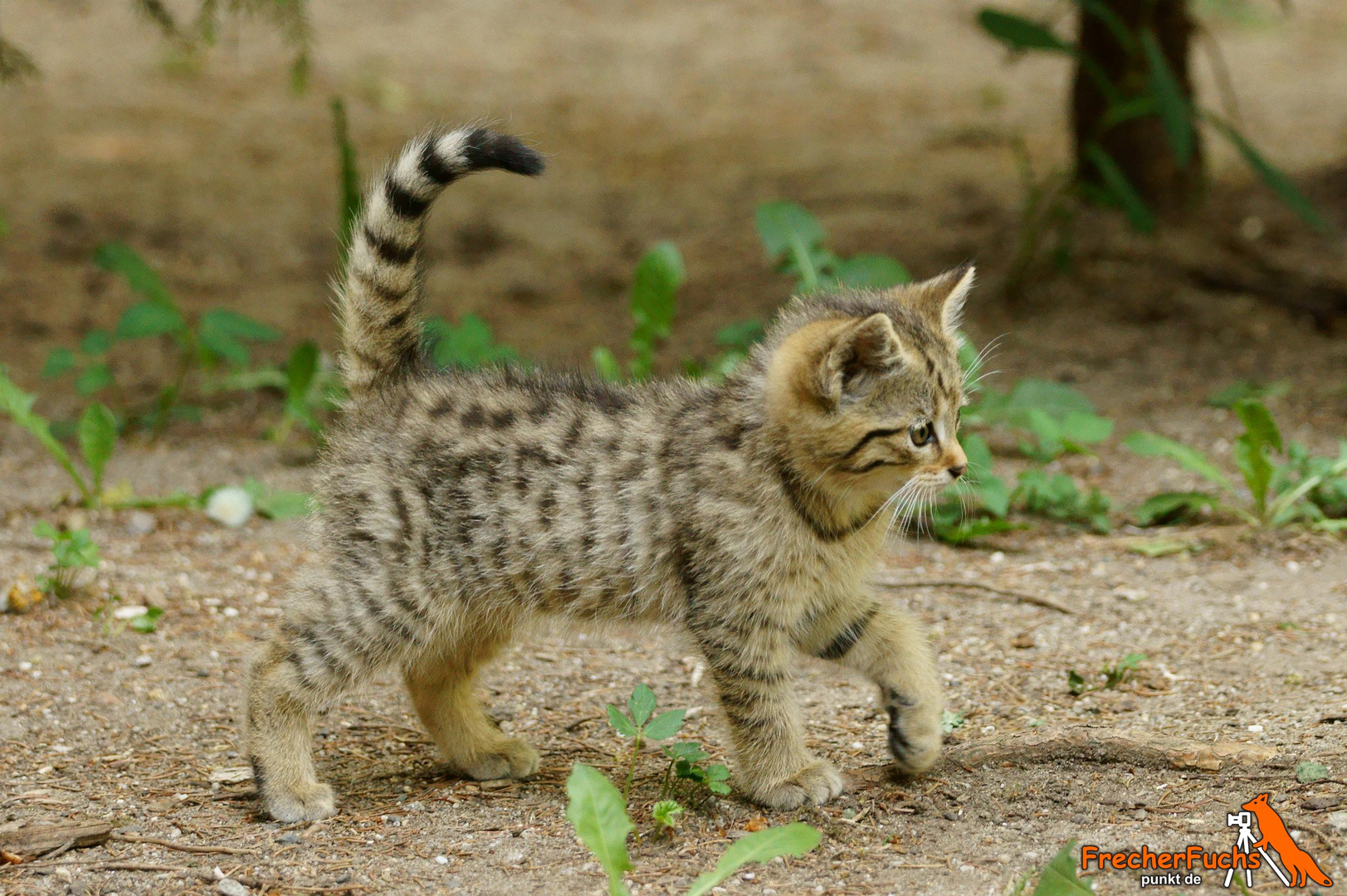 Europaische Wildkatze Foto Bild Tiere Zoo Wildpark Falknerei Saugetiere Bilder Auf Fotocommunity