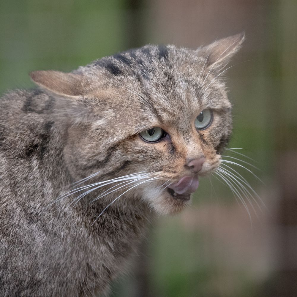 Europäische Wildkatze