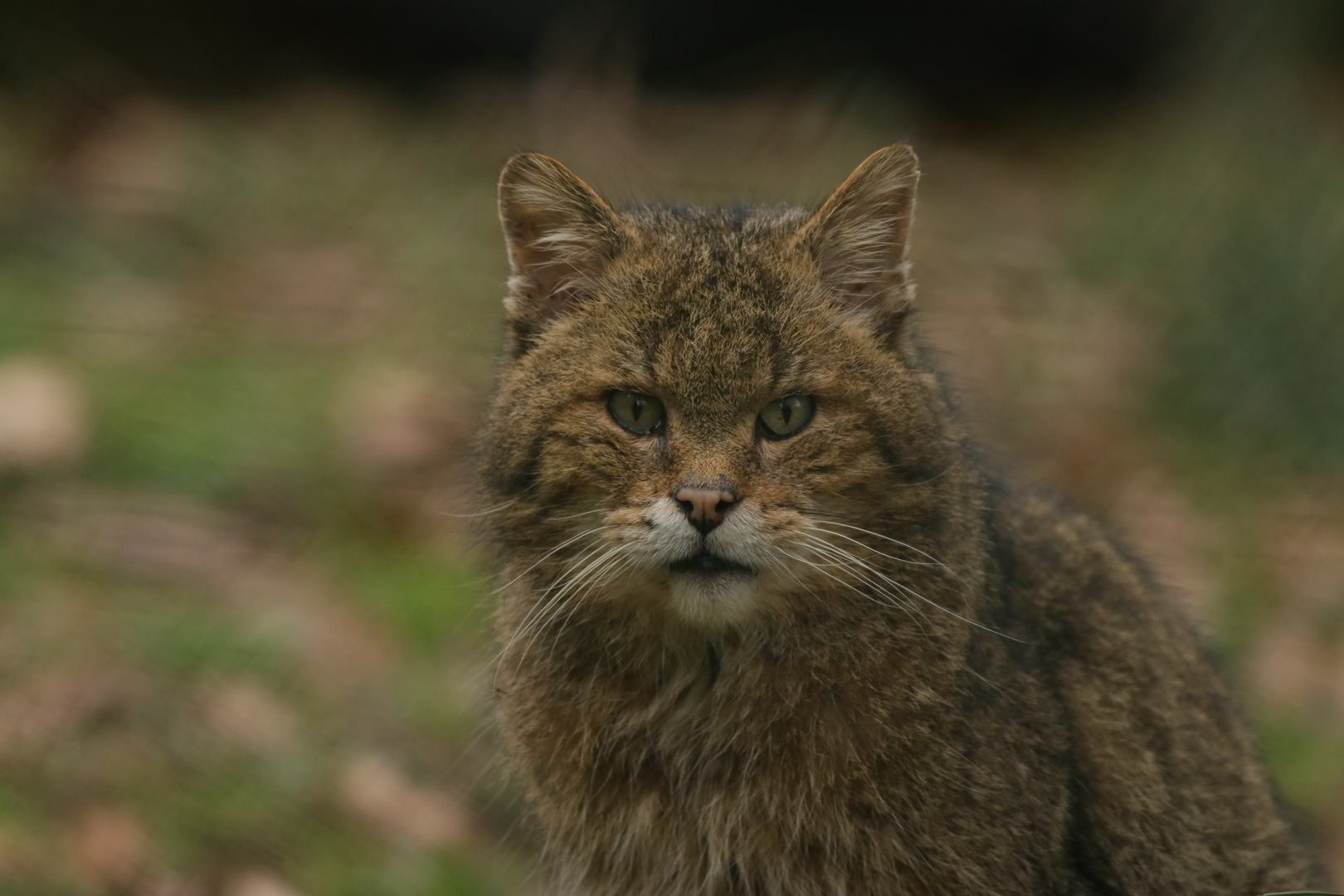 Europäische Wildkatze 